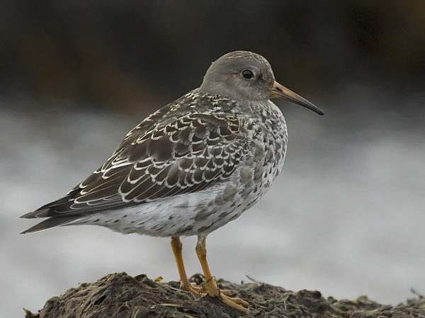Merisirri, Purple Sandpiper, Calidris maritima